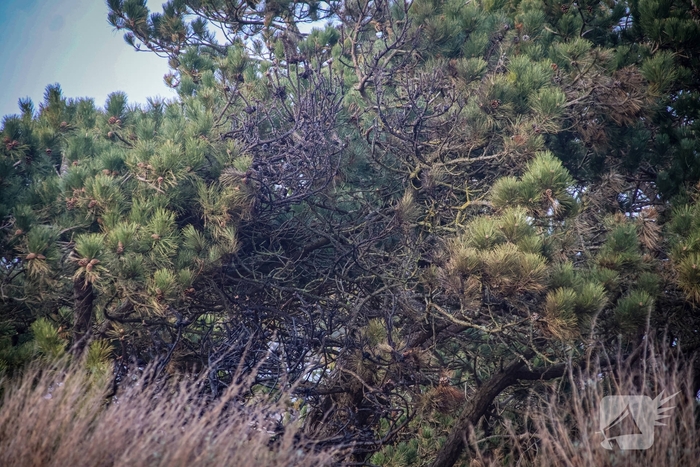 Brand in duingebied snel onder controle