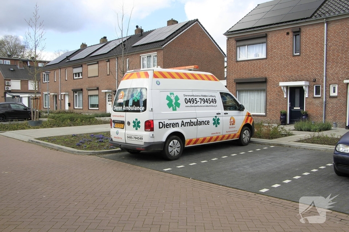 Kat gewond na val achter woning