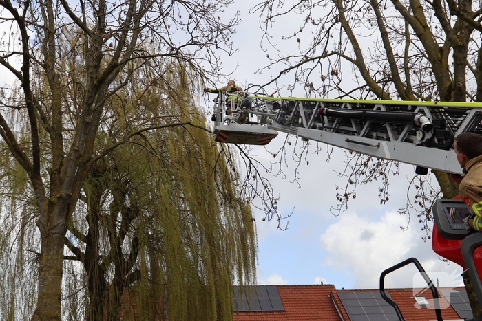 Brandweer redt kat uit boom