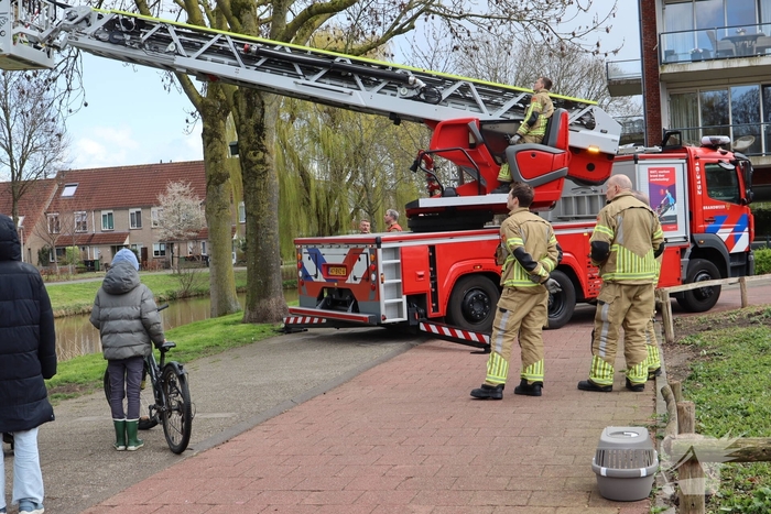 Brandweer redt kat uit boom