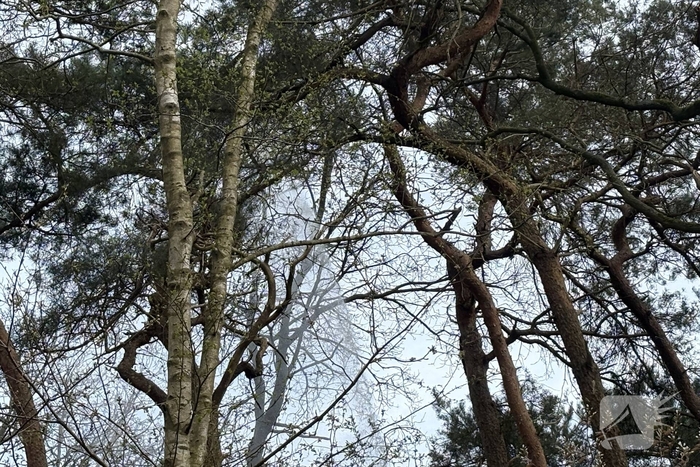 Brandweer redt kat uit boom