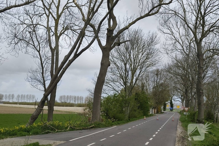 Gevaarlijke situatie door dreigende boomval