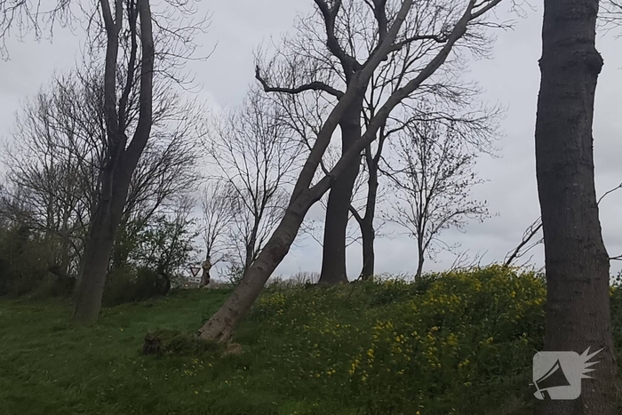 Gevaarlijke situatie door dreigende boomval