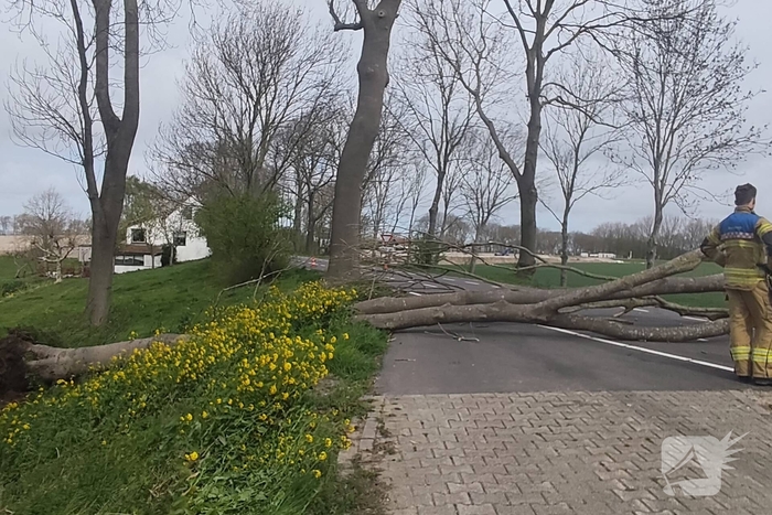 Gevaarlijke situatie door dreigende boomval