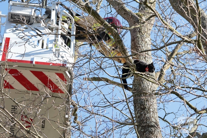 Brandweer redt kat uit boom