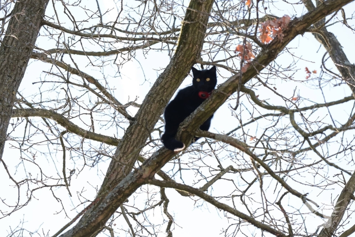 Brandweer redt kat uit boom