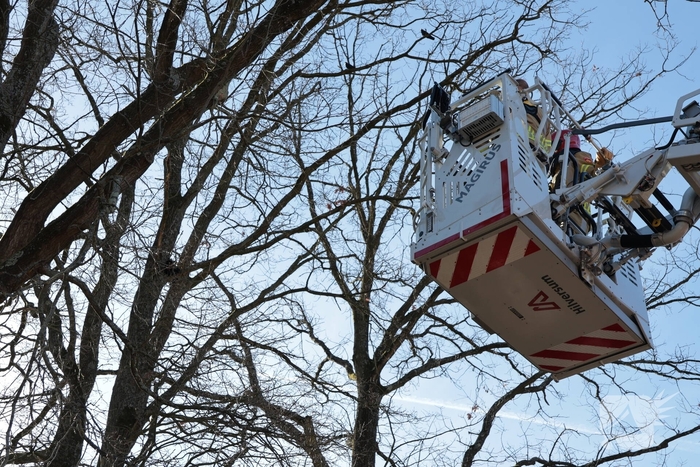 Brandweer redt kat uit boom