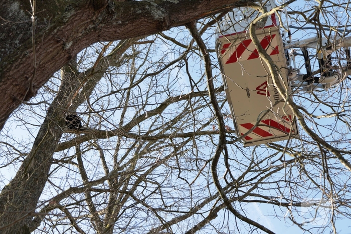 Brandweer redt kat uit boom