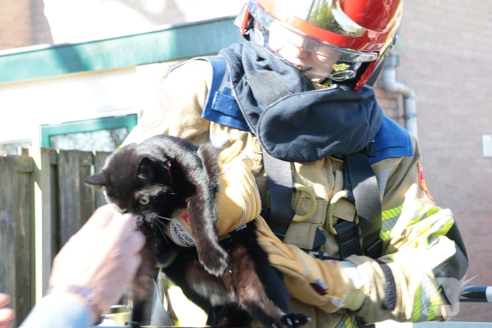 Brandweer redt kat uit boom