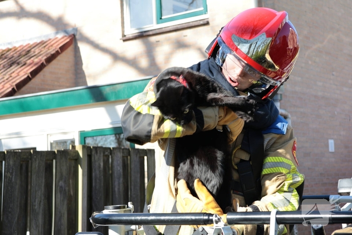 Brandweer redt kat uit boom