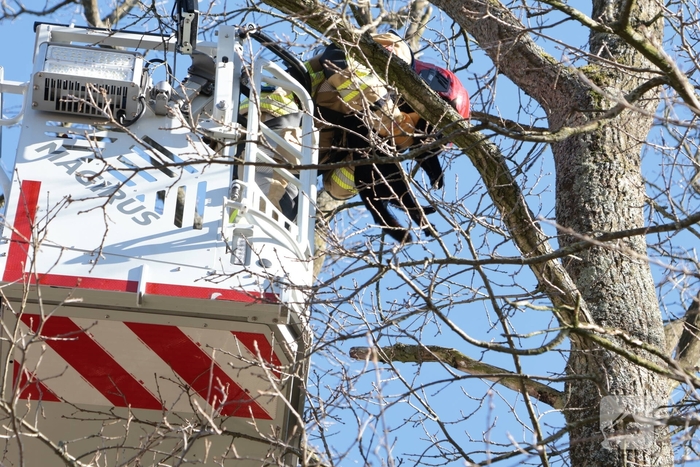 Brandweer redt kat uit boom