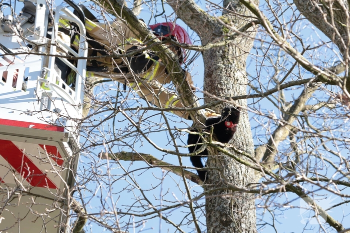 Brandweer redt kat uit boom