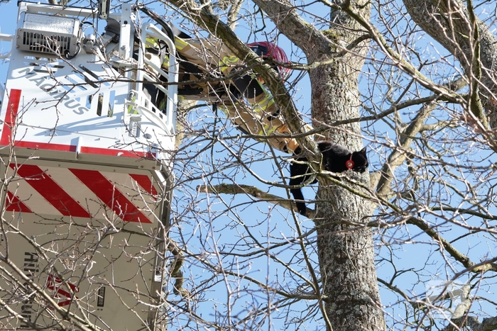 Brandweer redt kat uit boom