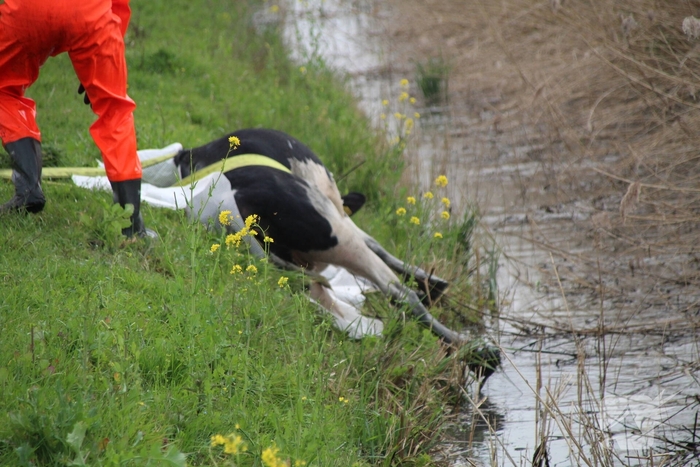 Brandweer redt koe uit sloot