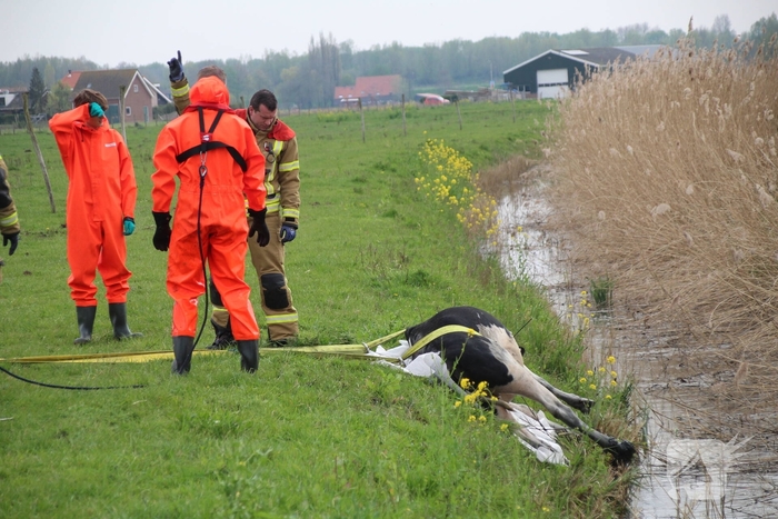 Brandweer redt koe uit sloot
