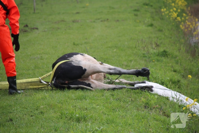 Brandweer redt koe uit sloot