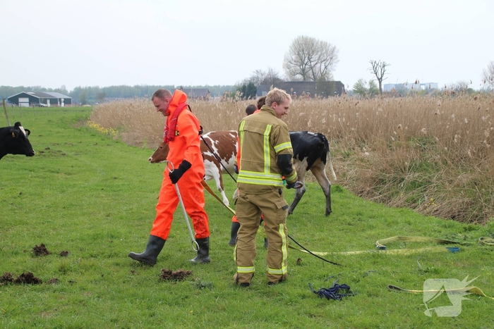 Brandweer redt koe uit sloot