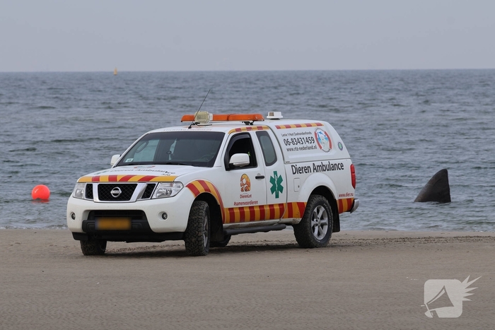 Dode potvis aangespoeld bij strand