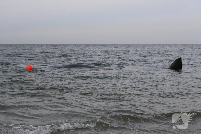 Dode potvis aangespoeld bij strand