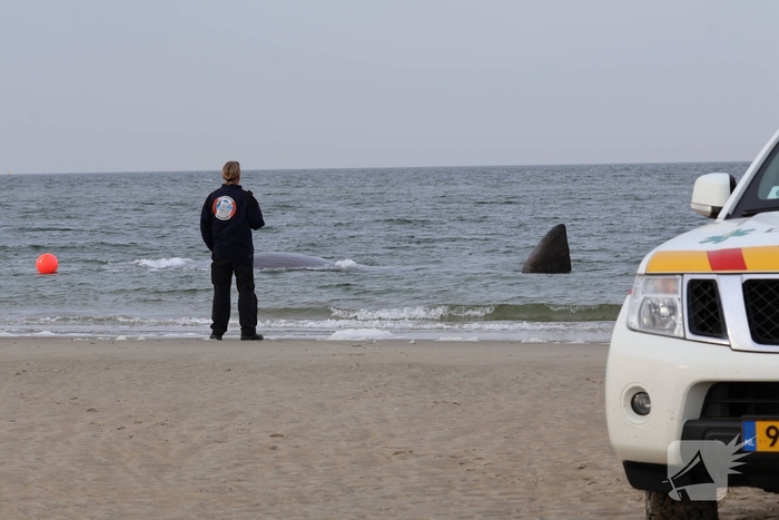 Dode potvis aangespoeld bij strand