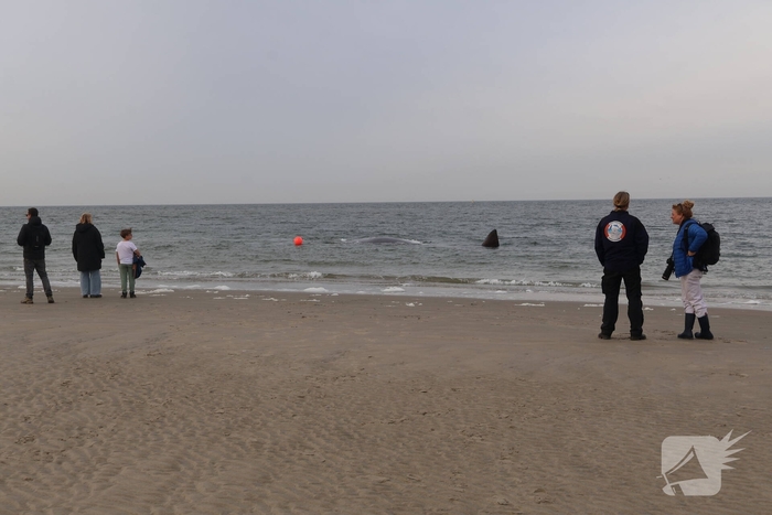 Dode potvis aangespoeld bij strand