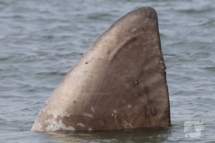 Dode potvis aangespoeld bij strand