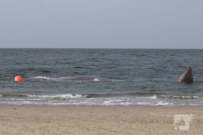Dode potvis aangespoeld bij strand