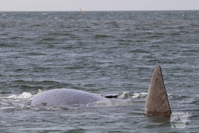 Dode potvis aangespoeld bij strand