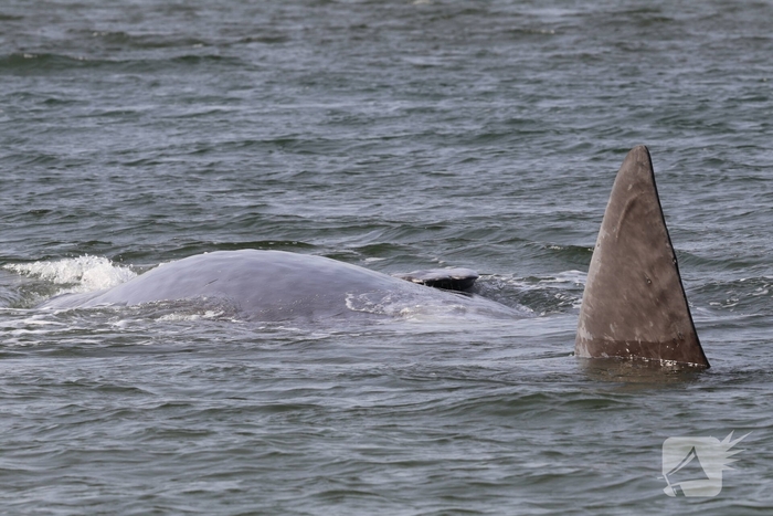 Dode potvis aangespoeld bij strand