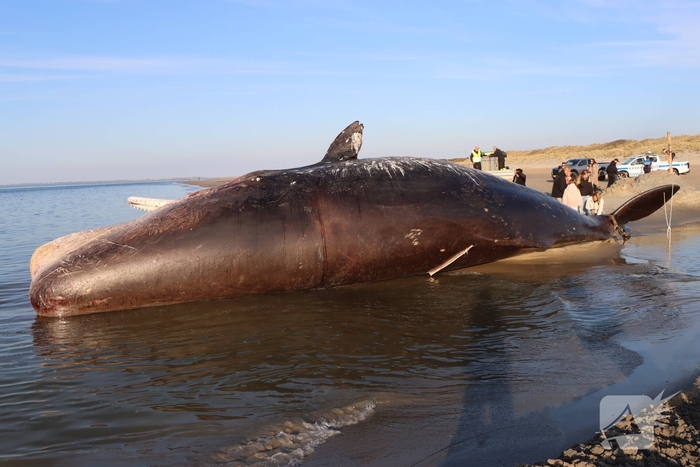 Dode potvis aangespoeld bij strand