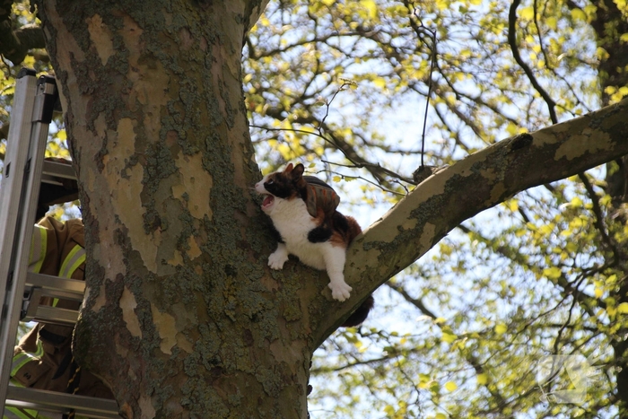 Dierenambulance en brandweer halen kat uit boom