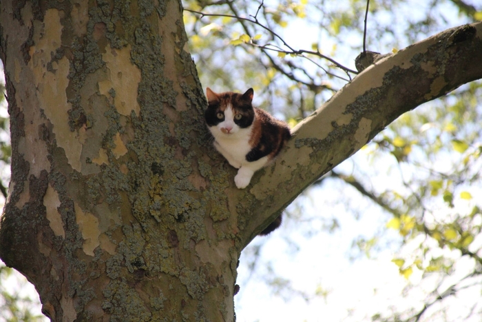 Dierenambulance en brandweer halen kat uit boom