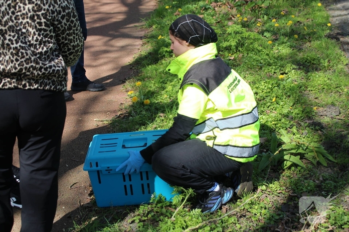 Dierenambulance en brandweer halen kat uit boom