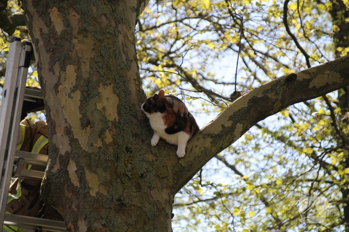 Dierenambulance en brandweer halen kat uit boom