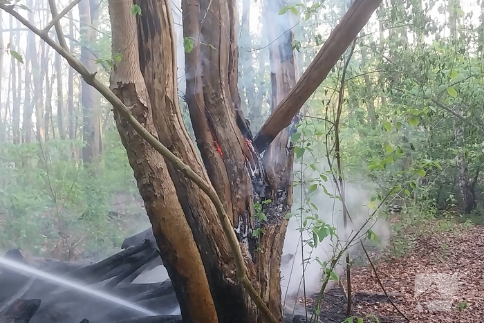 Brand in bosschages op eiland geblust door brandweer