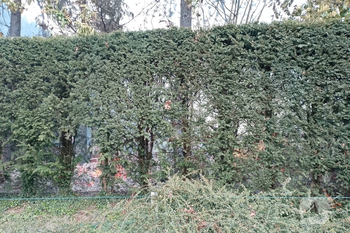 Grote coniferenhaag vliegt in brand