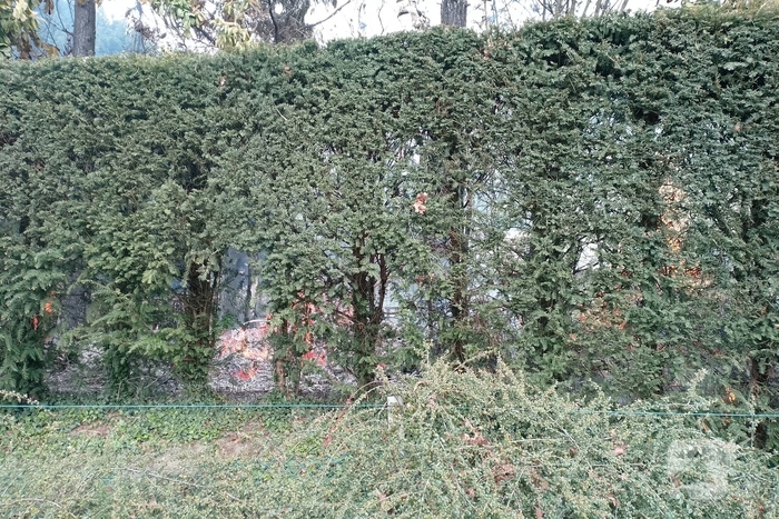 Grote coniferenhaag vliegt in brand