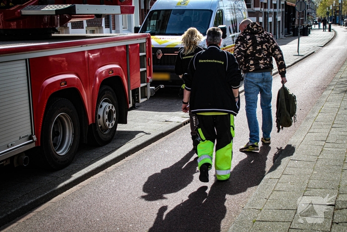 Brandweer redt neilganzen uit schoorsteen