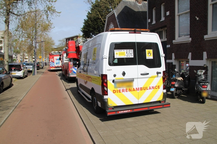 Brandweer redt neilganzen uit schoorsteen