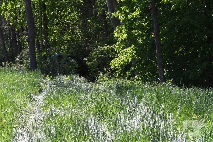 Bestuurster rakelings langs bomen bij ongeval