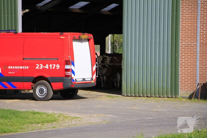 Brandweer helpt boer met koeien in problemen