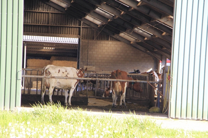 Brandweer helpt boer met koeien in problemen