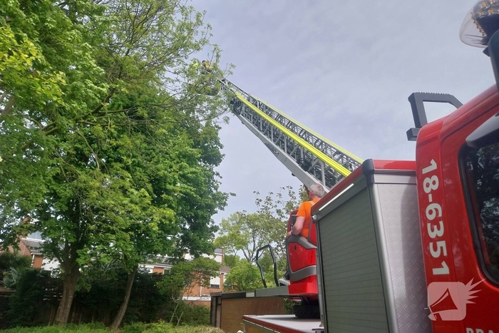 Hulpverlening voor kat in boom