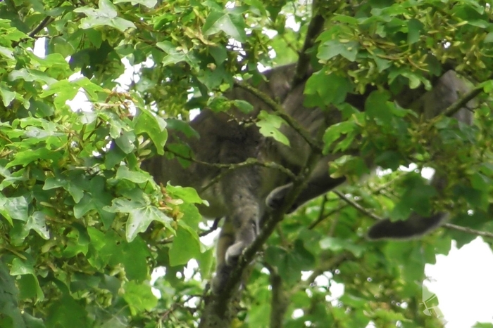 Hulpverlening voor kat in boom