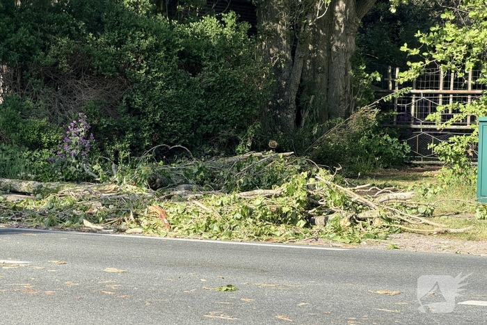 Boom valt op auto, inzittenden met schrik vrijgekomen