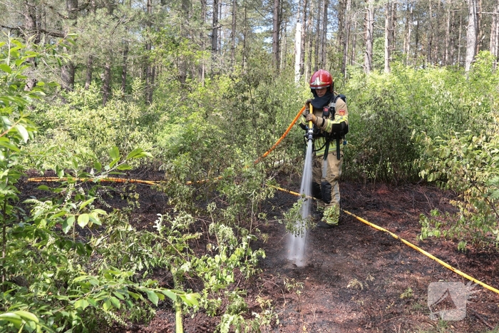 Brand in bosgebied onder controle