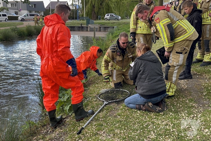 Brandweer redt meeuw uit benarde situatie