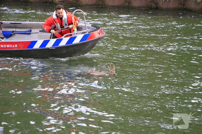 Ree sterft na reddingsactie van brandweer