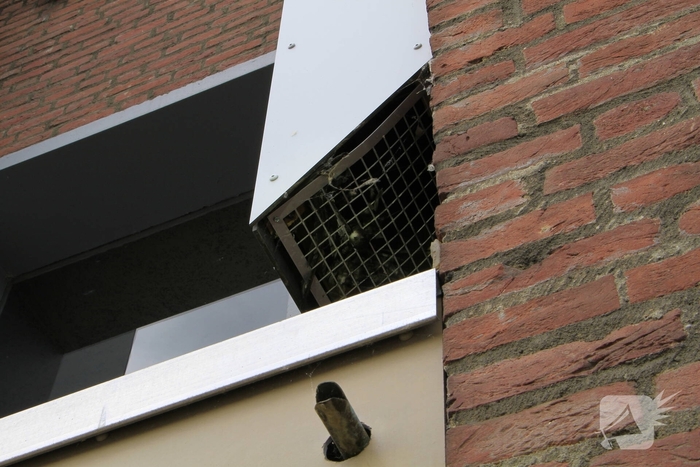 Brandweer redt zwaluwen te laat