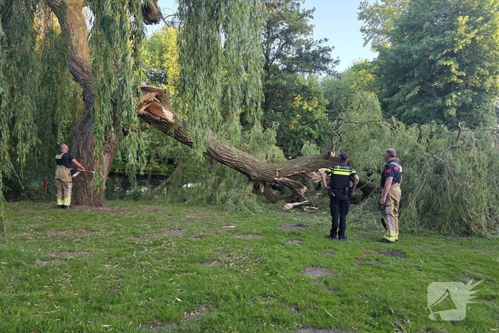 Grote tak breekt uit boom vandaan